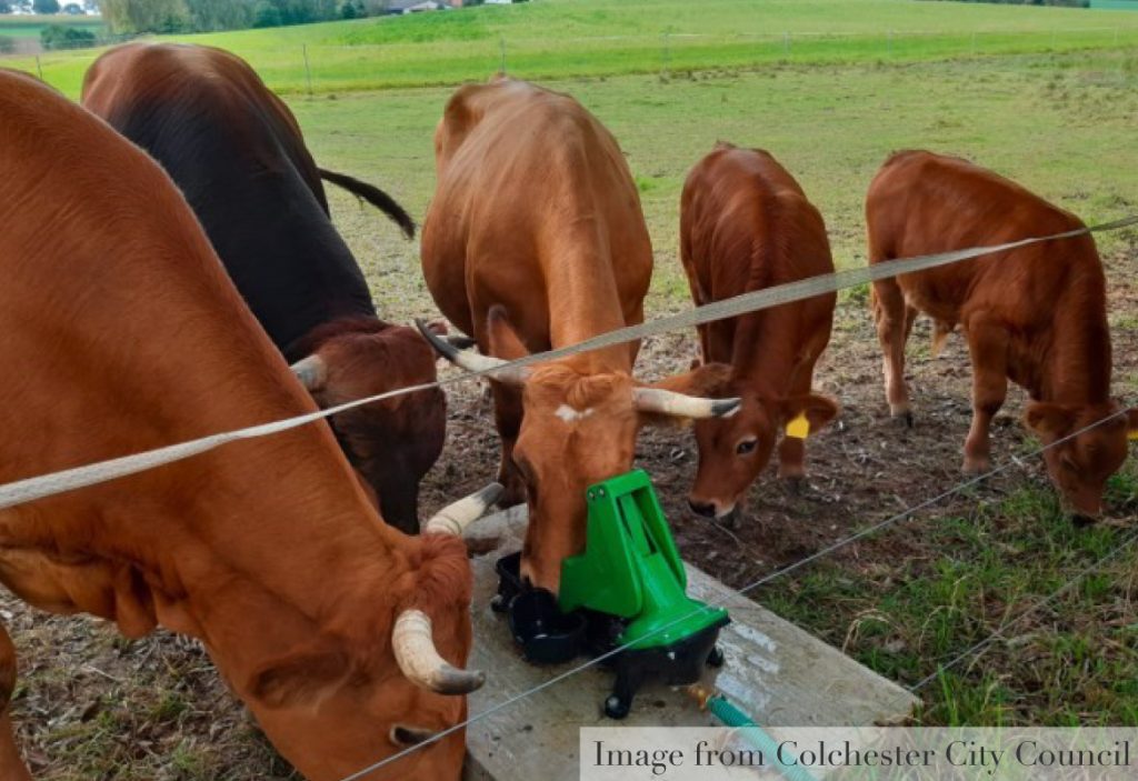 cows drinking from water dispenser